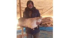 Diyarbakır’da Çobana Yıldırım Çarptı