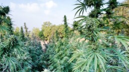 Diyarbakır’da 403 Kilo Esrar Ele Geçirildi