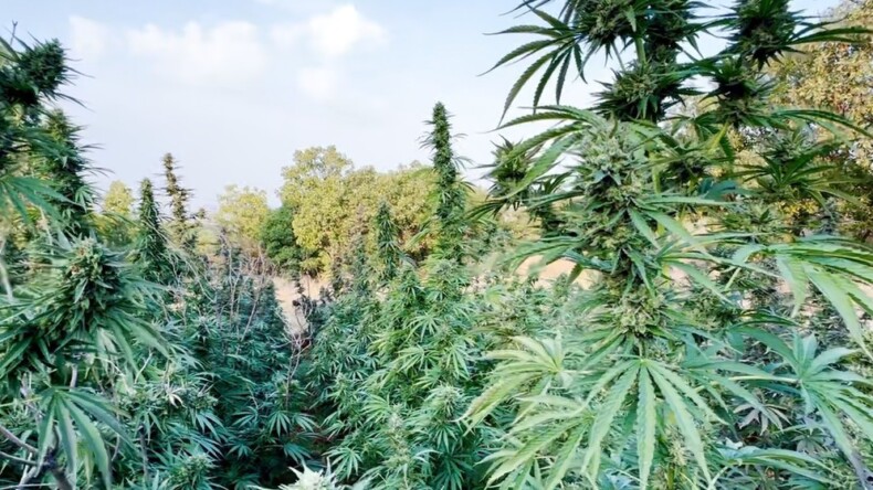 Diyarbakır’da 403 Kilo Esrar Ele Geçirildi