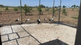 Bismil’de Ayağı Sakatlanmış Leylek Koruma Altına Alındı