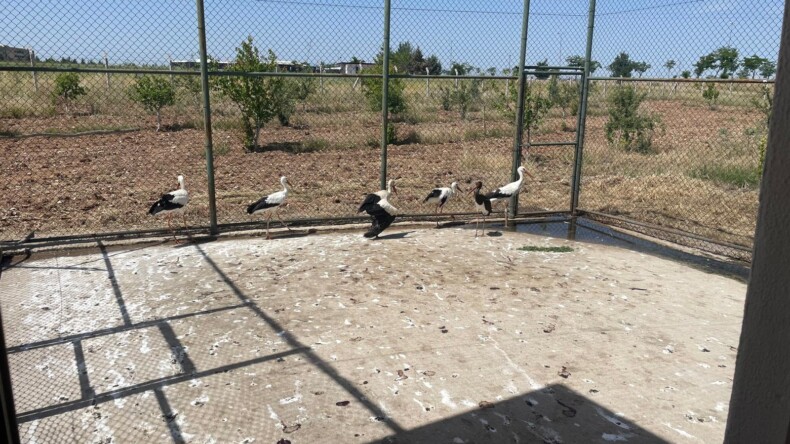 Bismil’de Ayağı Sakatlanmış Leylek Koruma Altına Alındı