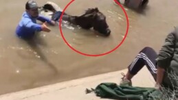 Sulama Kanalına Düşen Çoban ve Eşeğini Tarım İşçileri Kurtardı