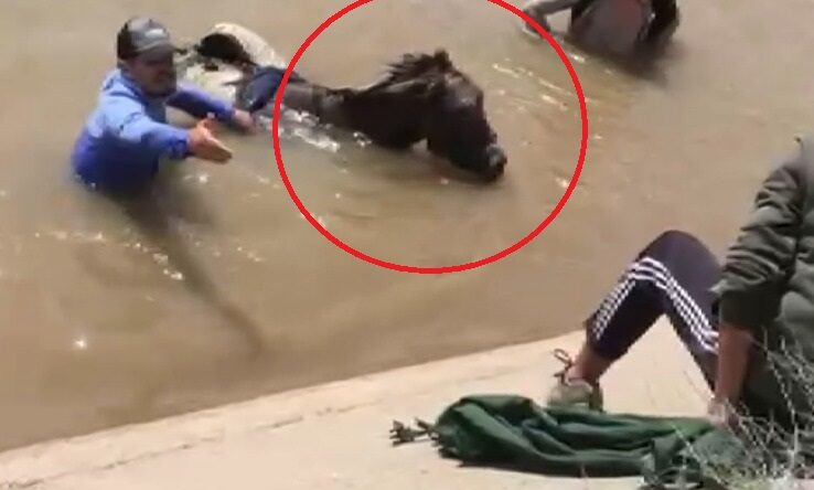 Sulama Kanalına Düşen Çoban ve Eşeğini Tarım İşçileri Kurtardı