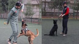 Diyarbakır’ın Narkotik Köpekleri, 4 Yılda 27 Ton Uyuşturucu Madde Yakaladı