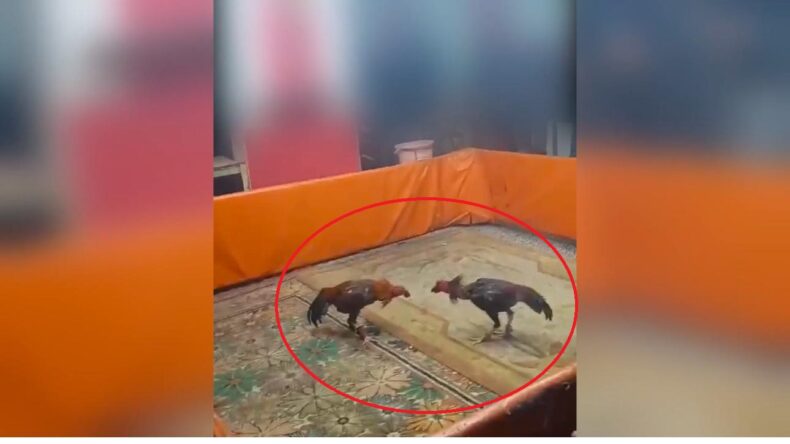 Diyarbakır’da Horoz Dövüştüren 8 Kişiye 450 Bin TL Ceza