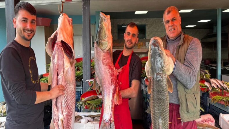 Diyarbakırlı Balıkçı, 100 Kiloluk Turna Balığı Yakaladı