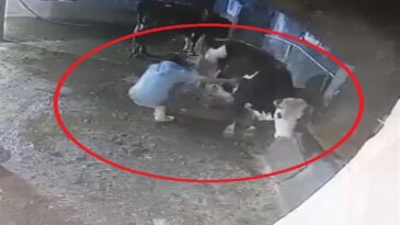Bakımını yaptığı inek, besiciyi tekmeledi; o anlar kamerada