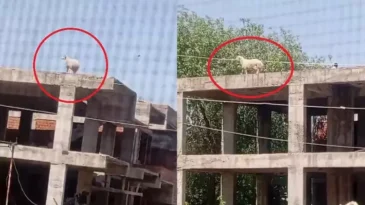 3 Katlı Binanın Üzerine Çıkan Koçu, Sahibi Satmaktan Vazgeçti
