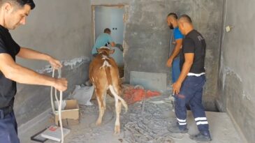 Mardin Nusaybin’de bodrum kata düşen inek kurtarıldı