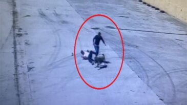 Diyarbakır’da Sokak köpeğinin saldırdığı işçiyi arkadaşı kurtardı; o anlar kamerada