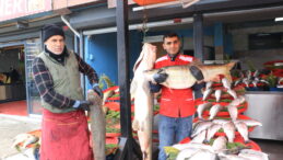 Munzur Çayı’nda Yakaladığı 80 Kiloluk Turnayı Sattı