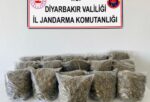 Diyarbakır’da Son Bir Haftada 38,5 Kilo Esrar Ele Geçirildi