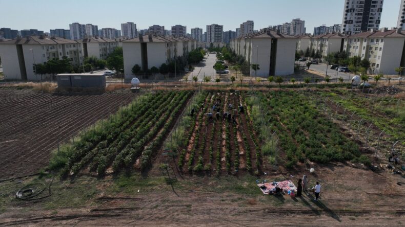 Komün Kent Bostanlarında İlk Hasat Gerçekleştirildi